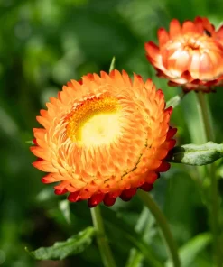 100 Orange Double Strawflower Seeds - Xerochrysum Bracteatum - Image 7