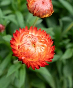 100 Orange Double Strawflower Seeds - Xerochrysum Bracteatum - Image 8