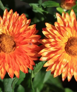 100 Orange Double Strawflower Seeds - Xerochrysum Bracteatum - Image 9