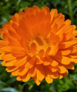 100 Orange English Marigold Seeds - Calendula Officinalis Flower Seeds - Image 10