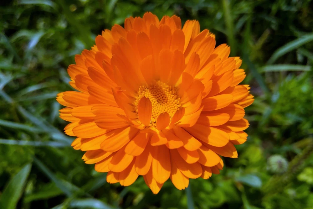 100 Orange English Marigold Seeds - Calendula Officinalis Flower Seeds - Image 10