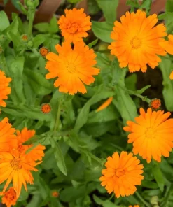 100 Orange English Marigold Seeds - Calendula Officinalis Flower Seeds - Image 2