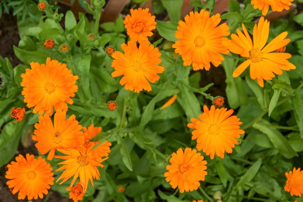 100 Orange English Marigold Seeds - Calendula Officinalis Flower Seeds - Image 2