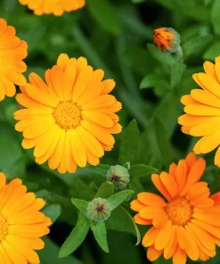 100 Orange English Marigold Seeds - Calendula Officinalis Flower Seeds - Image 3