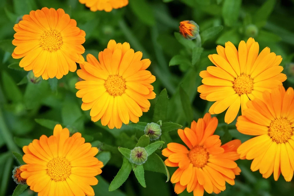 100 Orange English Marigold Seeds - Calendula Officinalis Flower Seeds - Image 3
