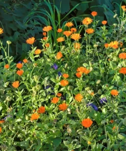 100 Orange English Marigold Seeds - Calendula Officinalis Flower Seeds - Image 4