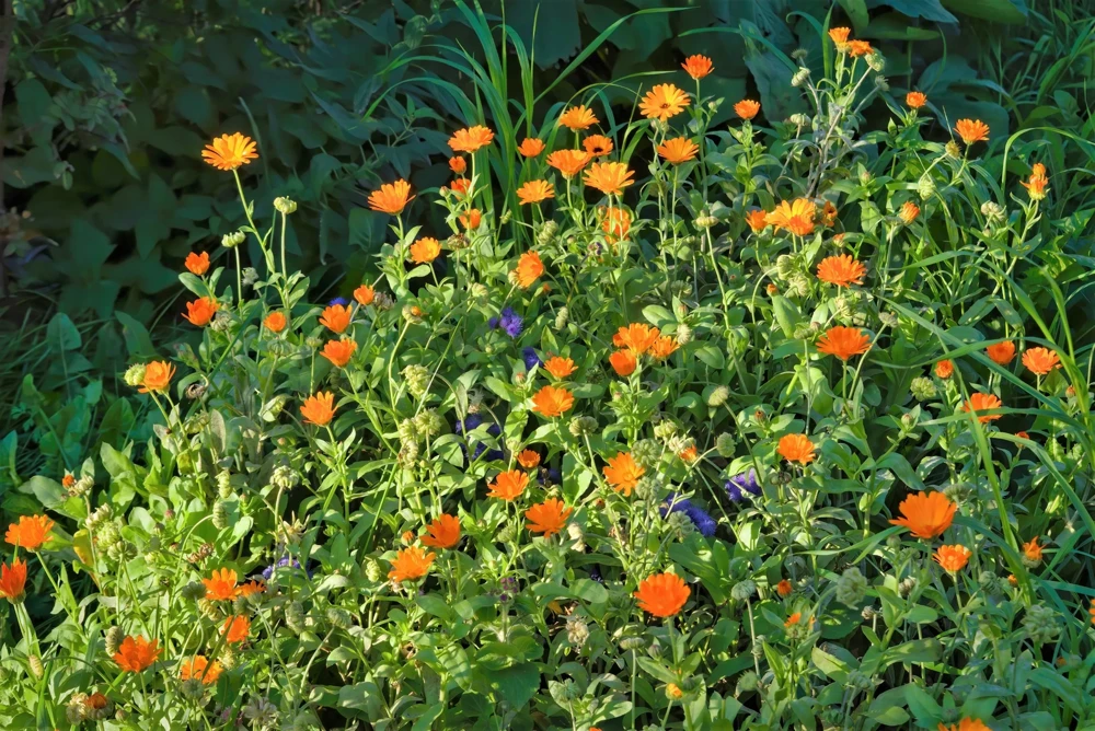 100 Orange English Marigold Seeds - Calendula Officinalis Flower Seeds - Image 4