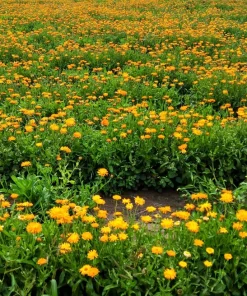 100 Orange English Marigold Seeds - Calendula Officinalis Flower Seeds - Image 5