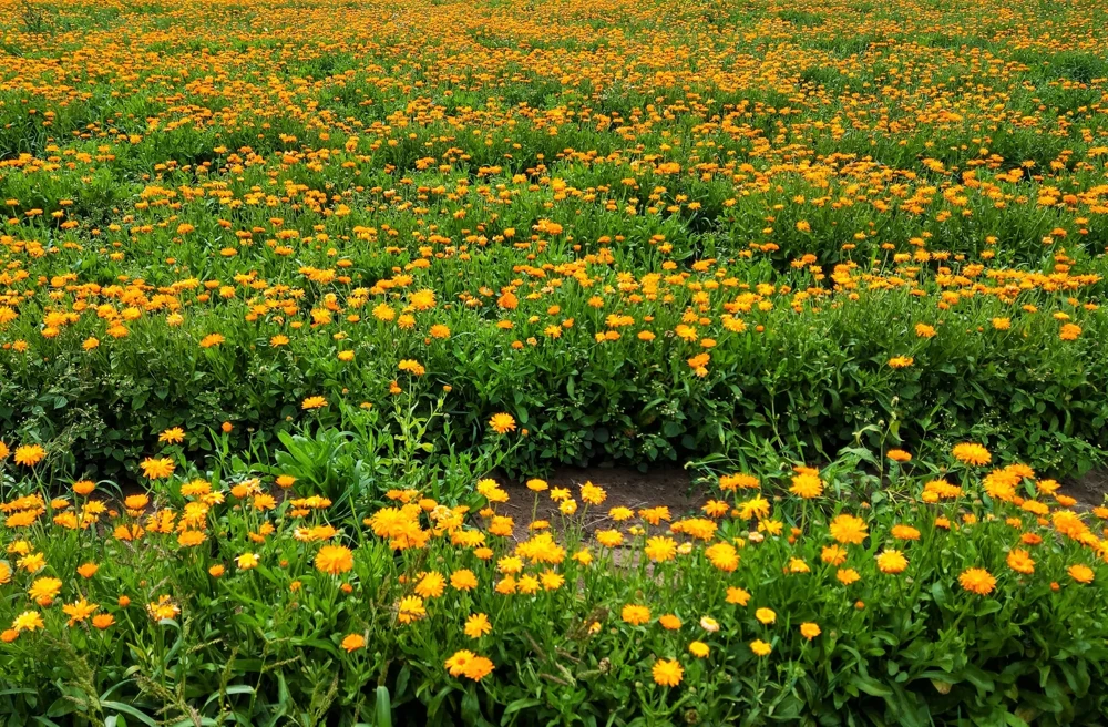 100 Orange English Marigold Seeds - Calendula Officinalis Flower Seeds - Image 5