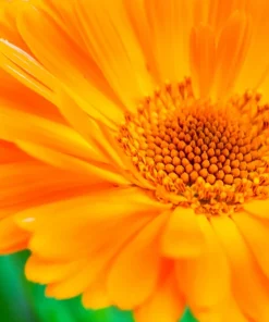 100 Orange English Marigold Seeds - Calendula Officinalis Flower Seeds - Image 6