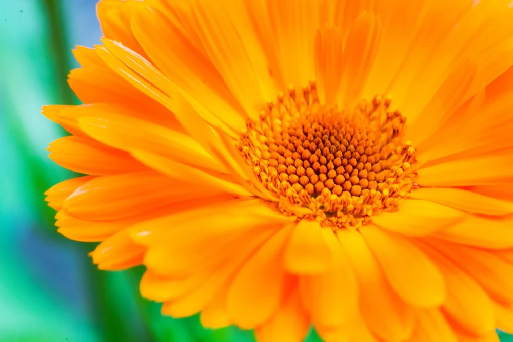 100 Orange English Marigold Seeds - Calendula Officinalis Flower Seeds - Image 6