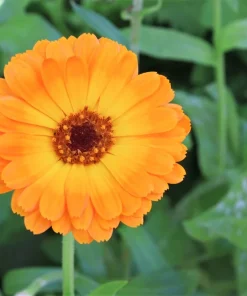 100 Orange English Marigold Seeds - Calendula Officinalis Flower Seeds - Image 7
