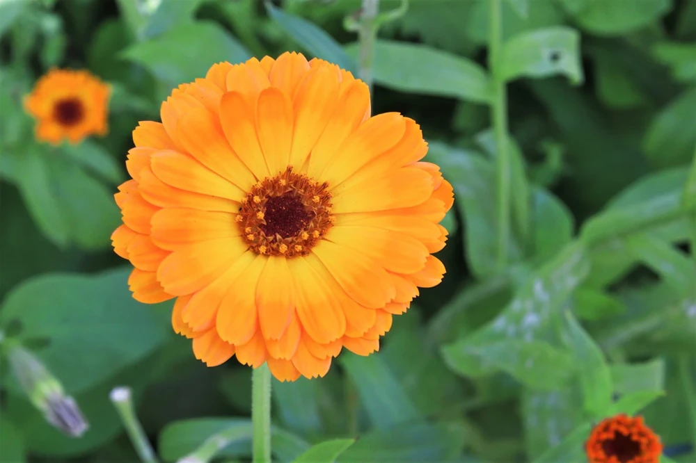 100 Orange English Marigold Seeds - Calendula Officinalis Flower Seeds - Image 7