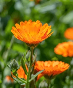 100 Orange English Marigold Seeds - Calendula Officinalis Flower Seeds - Image 8