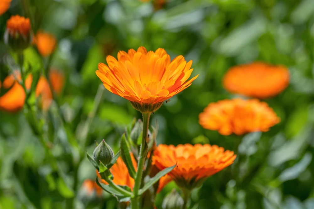 100 Orange English Marigold Seeds - Calendula Officinalis Flower Seeds - Image 8
