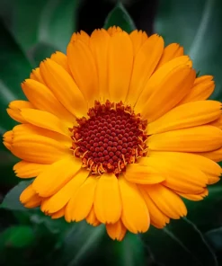 100 Orange English Marigold Seeds - Calendula Officinalis Flower Seeds - Image 9