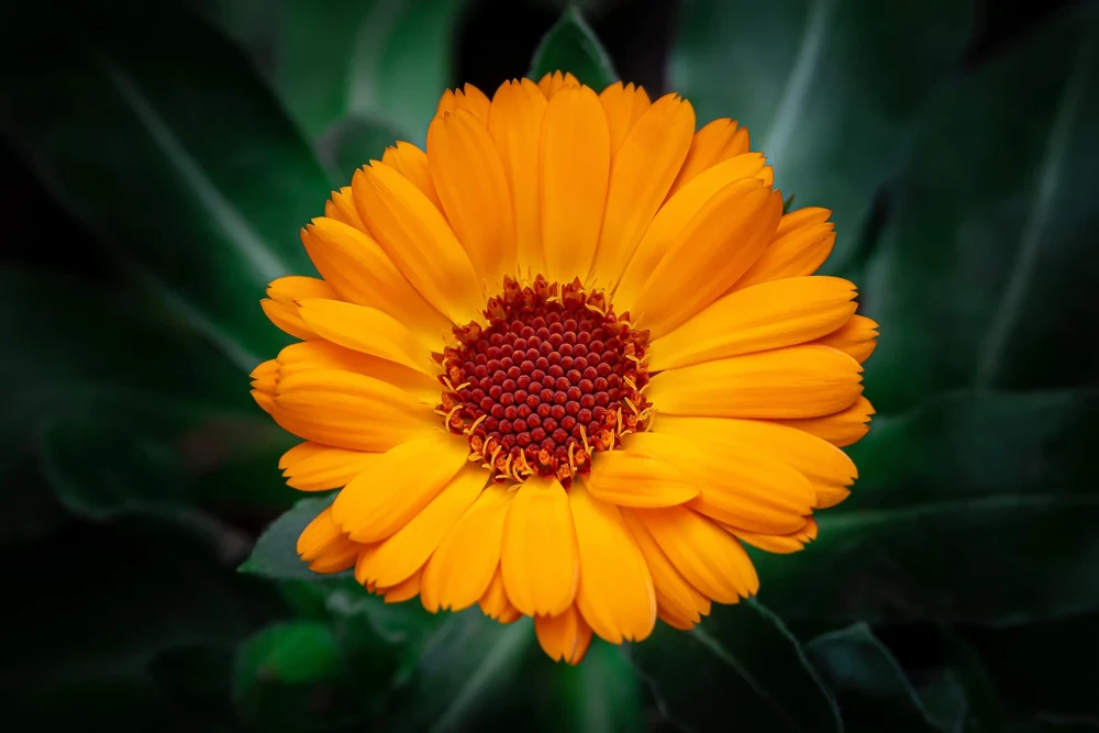 100 Orange English Marigold Seeds - Calendula Officinalis Flower Seeds - Image 9
