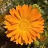 100 Orange English Marigold Seeds - Calendula Officinalis Flower Seeds - Image 1