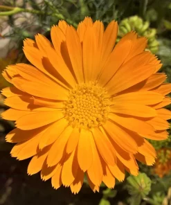 100 Orange English Marigold Seeds - Calendula Officinalis Flower Seeds - Image 1