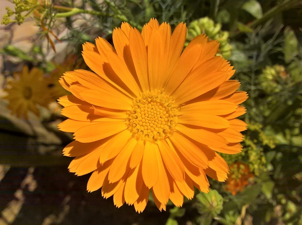 100 Orange English Marigold Seeds - Calendula Officinalis Flower Seeds - Image 1