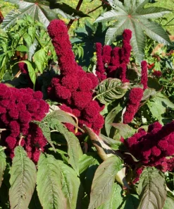 100 Organic Elephant Head Amaranth Seeds - Amaranthus Gangeticus Burgundy Red - Image 2