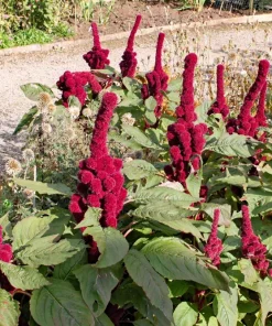 100 Organic Elephant Head Amaranth Seeds - Amaranthus Gangeticus Burgundy Red - Image 3
