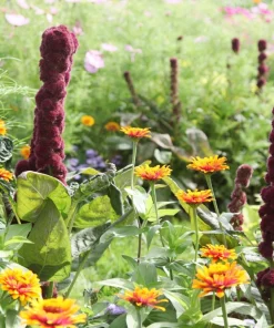 100 Organic Elephant Head Amaranth Seeds - Amaranthus Gangeticus Burgundy Red - Image 4