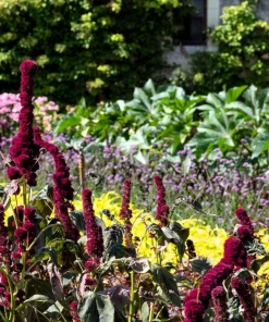 100 Organic Elephant Head Amaranth Seeds - Amaranthus Gangeticus Burgundy Red - Image 5