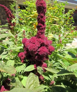 100 Organic Elephant Head Amaranth Seeds - Amaranthus Gangeticus Burgundy Red - Image 6