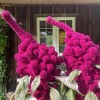 100 Organic Elephant Head Amaranth Seeds - Amaranthus Gangeticus Burgundy Red - Image 1