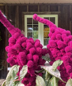 100 Organic Elephant Head Amaranth Seeds - Amaranthus Gangeticus Burgundy Red - Image 1