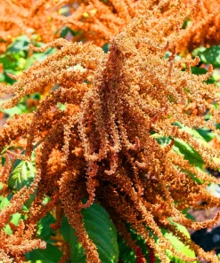 100 Organic Hot Biscuits Amaranthus Seeds - Coppery Bronze Plumes Flower - Image 2