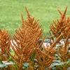 100 Organic Hot Biscuits Amaranthus Seeds - Coppery Bronze Plumes Flower - Image 1