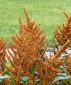 100 Organic Hot Biscuits Amaranthus Seeds - Coppery Bronze Plumes Flower - Image 1