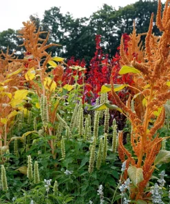 100 Organic Hot Biscuits Amaranthus Seeds - Coppery Bronze Plumes Flower - Image 4