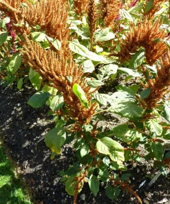 100 Organic Hot Biscuits Amaranthus Seeds - Coppery Bronze Plumes Flower - Image 6