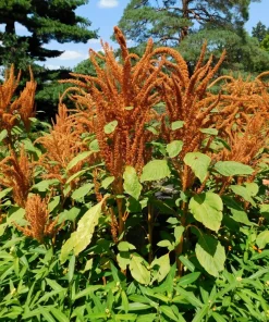 100 Organic Hot Biscuits Amaranthus Seeds - Coppery Bronze Plumes Flower - Image 7