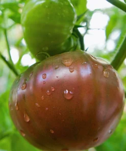 100 Organic Purple Cherokee Tomato Seeds - Heirloom Vegetable - Image 5