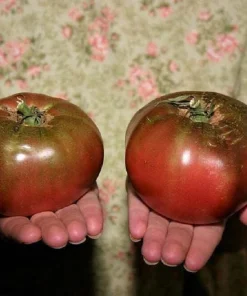 100 Organic Purple Cherokee Tomato Seeds - Heirloom Vegetable - Image 6