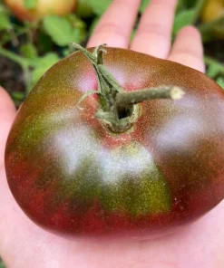 100 Organic Purple Cherokee Tomato Seeds - Heirloom Vegetable - Image 7