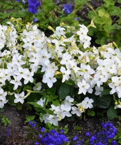 100 Organic White Nicotiana Alata Seeds - Flowering Tobacco - Image 2