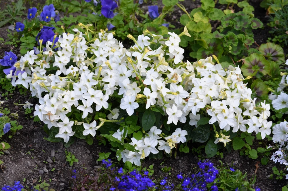 100 Organic White Nicotiana Alata Seeds - Flowering Tobacco - Image 2