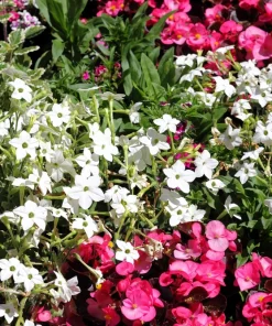 100 Organic White Nicotiana Alata Seeds - Flowering Tobacco - Image 3