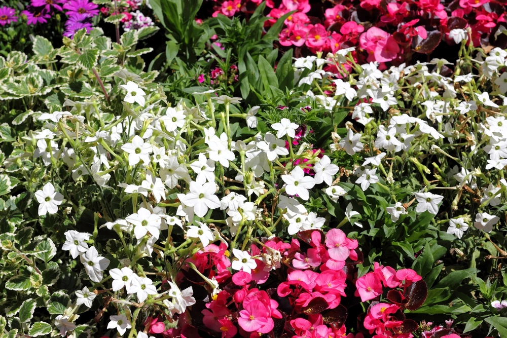 100 Organic White Nicotiana Alata Seeds - Flowering Tobacco - Image 3