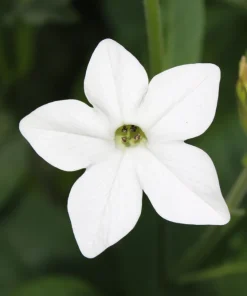 100 Organic White Nicotiana Alata Seeds - Flowering Tobacco - Image 4