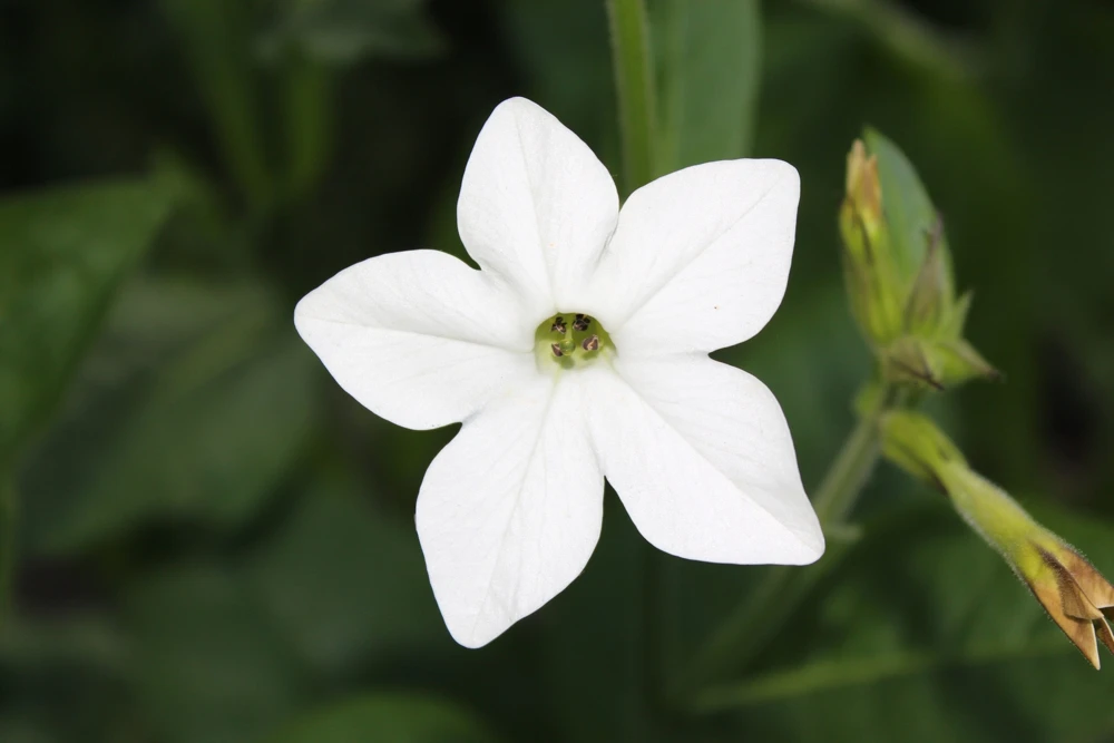 100 Organic White Nicotiana Alata Seeds - Flowering Tobacco - Image 4
