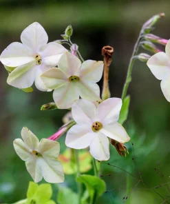 100 Organic White Nicotiana Alata Seeds - Flowering Tobacco - Image 5