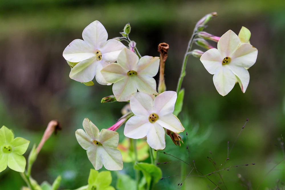 100 Organic White Nicotiana Alata Seeds - Flowering Tobacco - Image 5