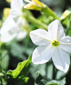 100 Organic White Nicotiana Alata Seeds - Flowering Tobacco - Image 6