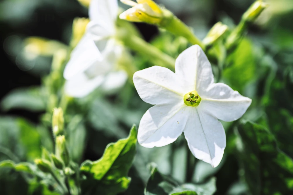 100 Organic White Nicotiana Alata Seeds - Flowering Tobacco - Image 6